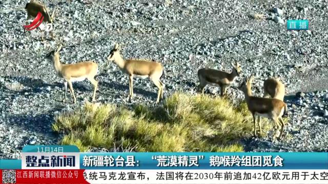 新疆轮台县：“荒漠精灵”鹅喉羚组团觅食