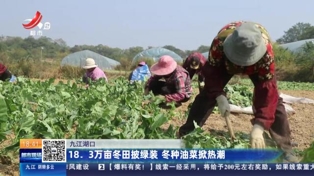 九江湖口：18.3万亩冬田披绿装 冬种油菜掀热潮
