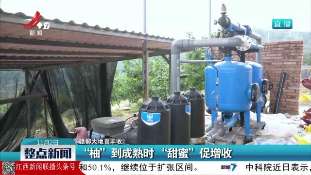 【赣鄱大地喜丰收】“柚”到成熟时 “甜蜜”促增收