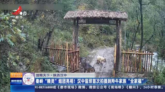 【放眼天下】陕西汉中：秦岭“精灵”组团亮相！ 汉中留坝首次拍摄到羚牛家族“全家福”