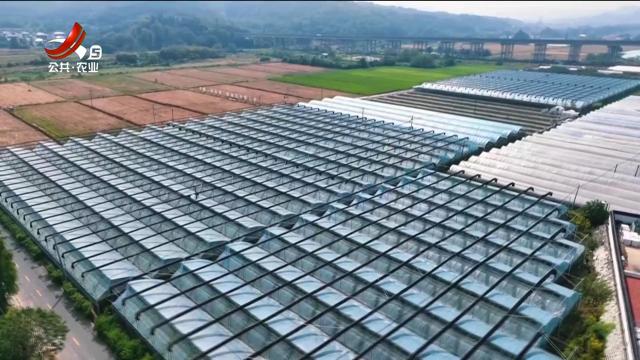 稻花香里20251111 乡村振兴进行时——小妖怪的秋收：庐山探“灵”记