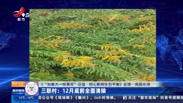 【《“加拿大一枝黄花”泛滥 担心影响生态平衡》反馈·南昌东湖】三联村：12月底前全面清除