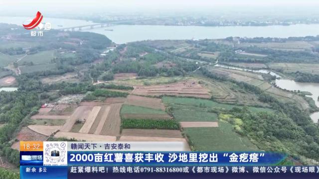 【赣闻天下】吉安泰和：2000亩红薯喜获丰收 沙地里挖出“金疙瘩”