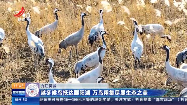 九江吴城：越冬候鸟抵达鄱阳湖 万鸟翔集尽显生态之美
