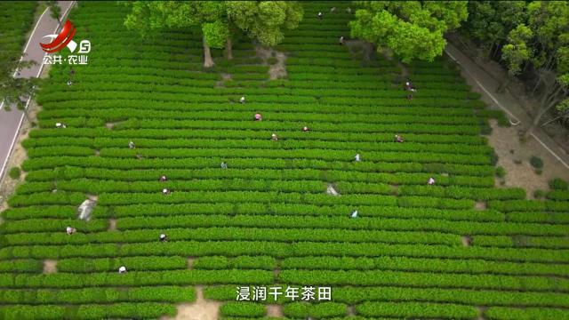 从田园到餐桌20251115 寻味庐山：山水的田园餐桌