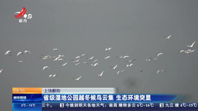 上饶鄱阳：省级湿地公园越冬候鸟云集 生态环境突显