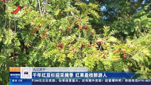 九江武宁：千年红豆杉迎采摘季 红果盈枝醉游人