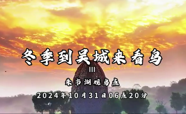 冬季到吴城来看鸟