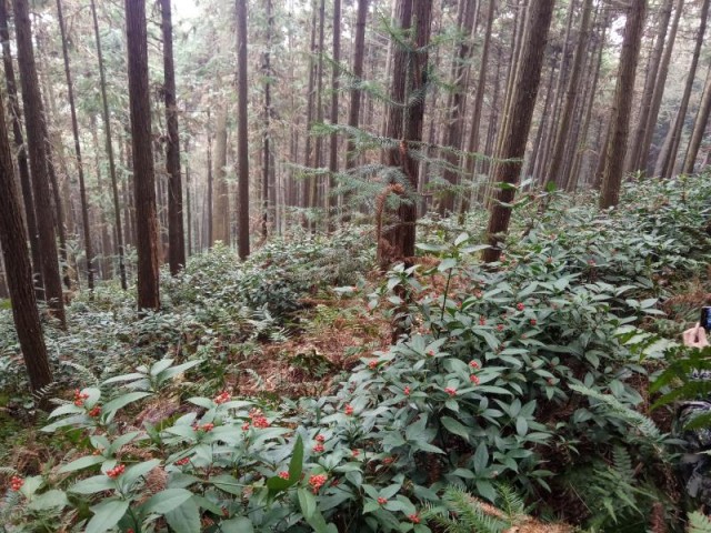 黎山林场大力发展林下经济