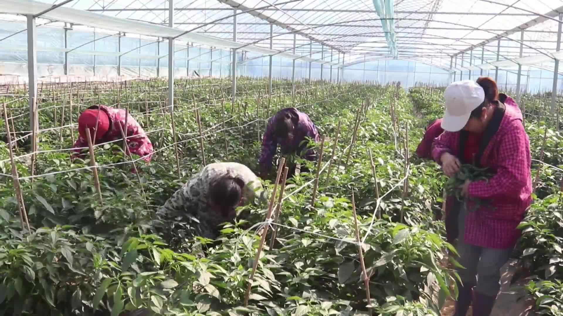 沂江香炉岗：大棚辣椒喜丰收 智慧农业引领乡村振兴