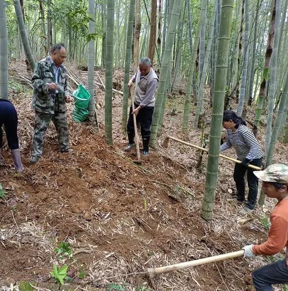 黎山林场高标准建设省级竹类特色产业