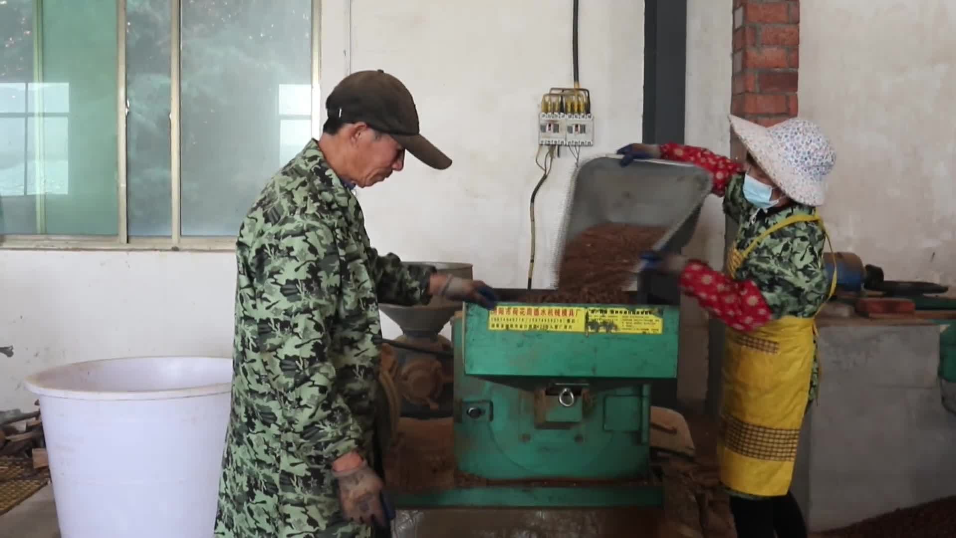 七琴炉村：茶籽丰收榨油忙，乡村振兴添动力