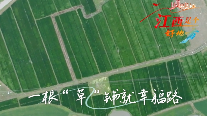 江西宁都：一根“草”铺就幸福路