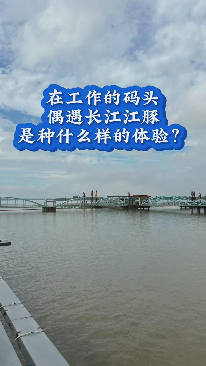 偶遇江豚是种什么体验