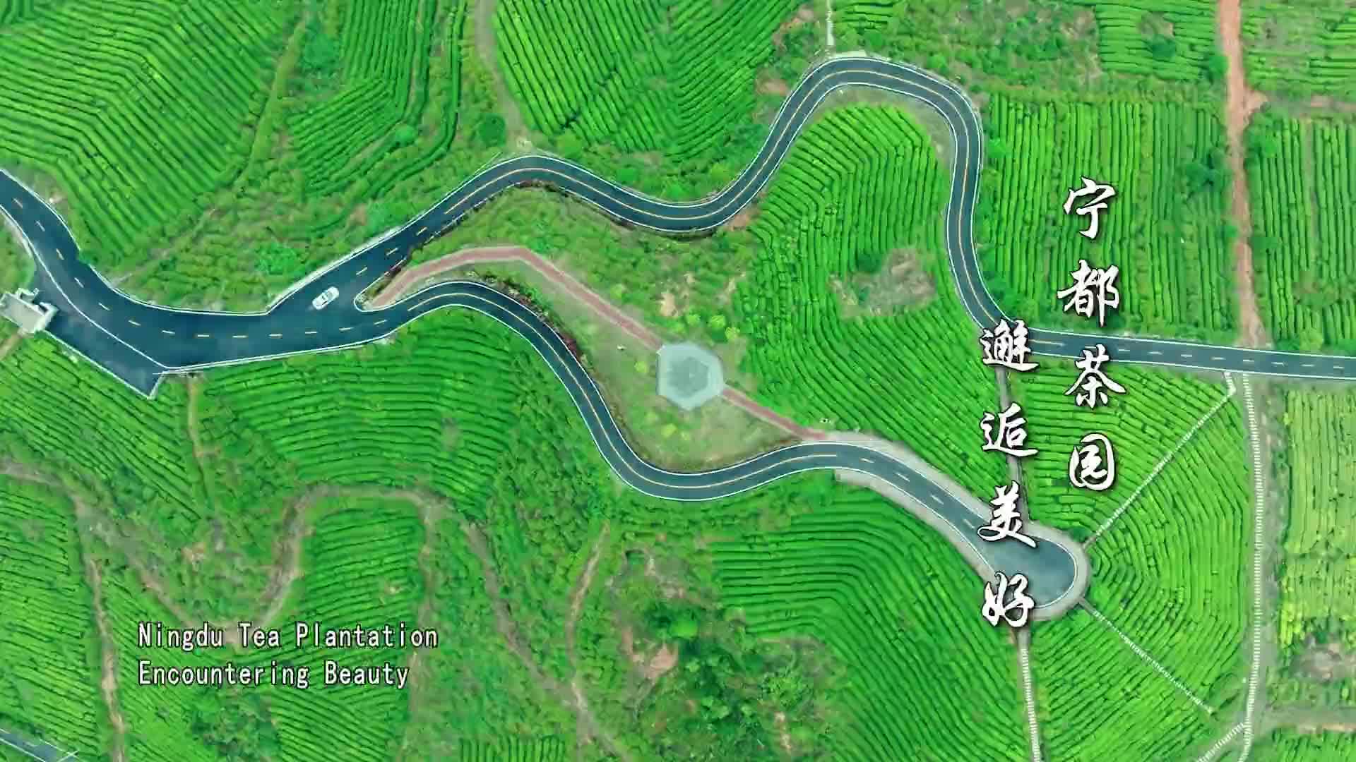 宁都茶园 邂逅美好
