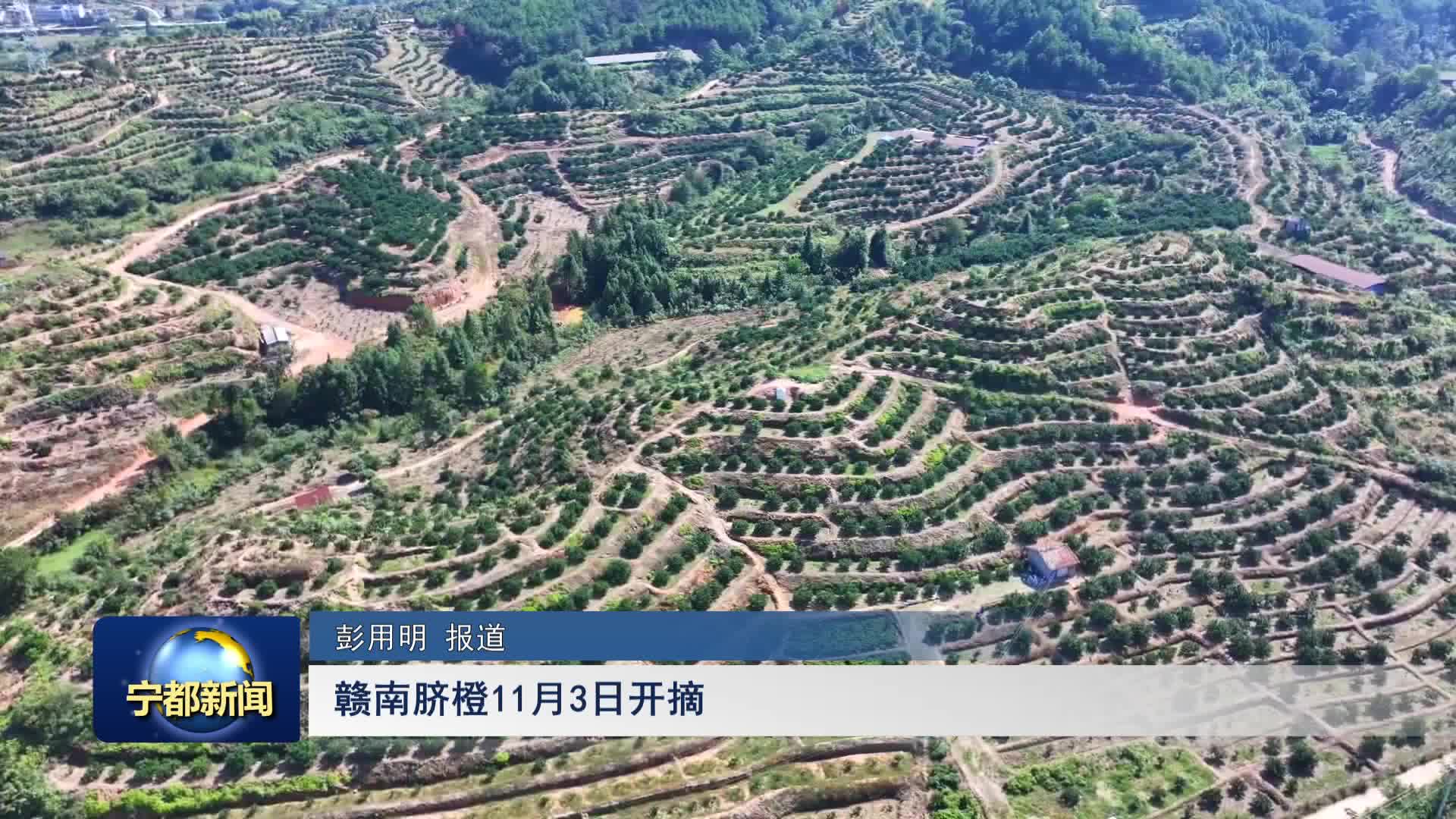 赣南脐橙11月3日开摘