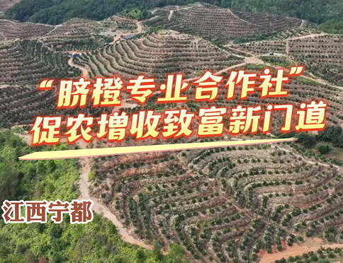 第三届赣南脐橙国际博览会即将召开，一起走进固厚乡小洋旻村的千亩脐橙种植基地看看……