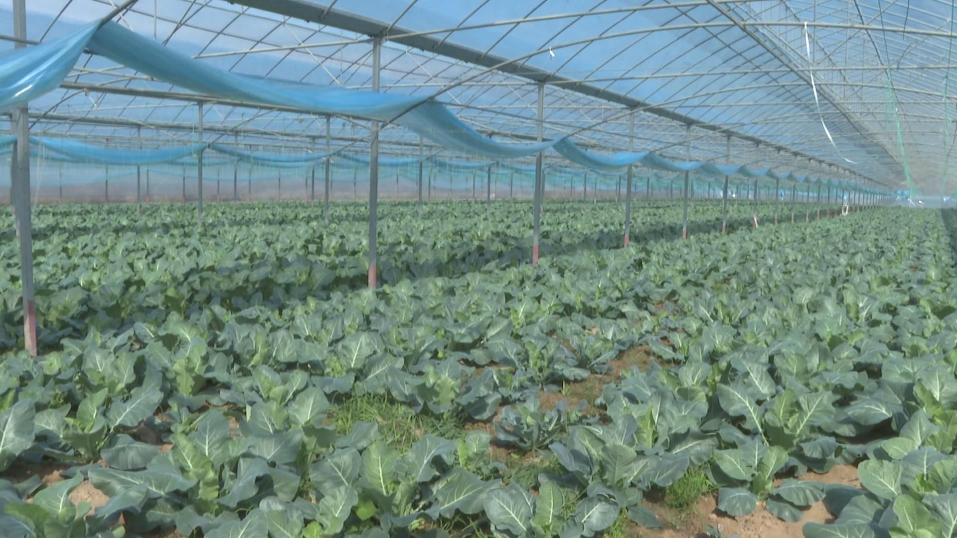 小小“菜篮子”，事关“大民生”