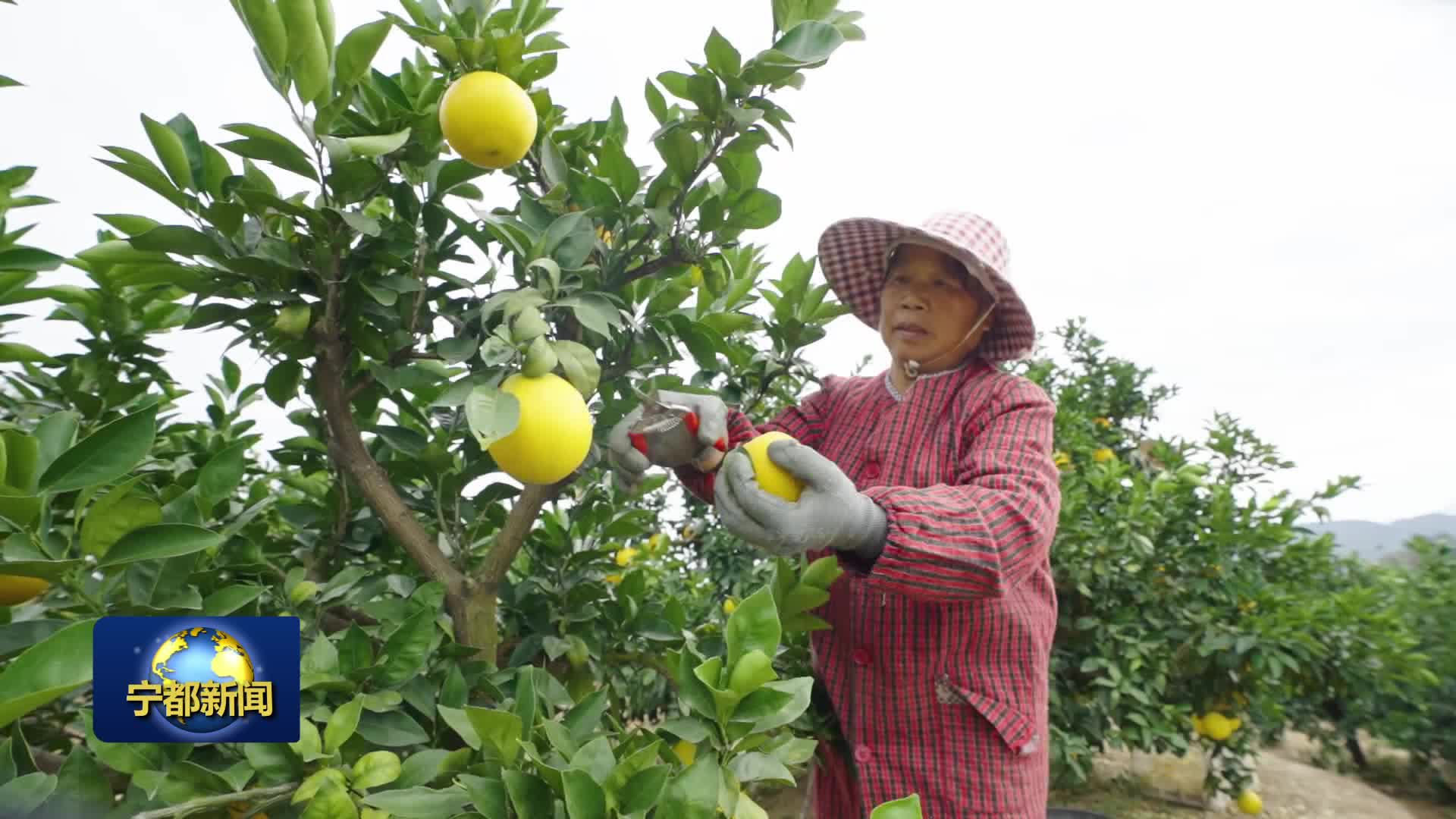 我县29万亩赣南脐橙喜获丰收