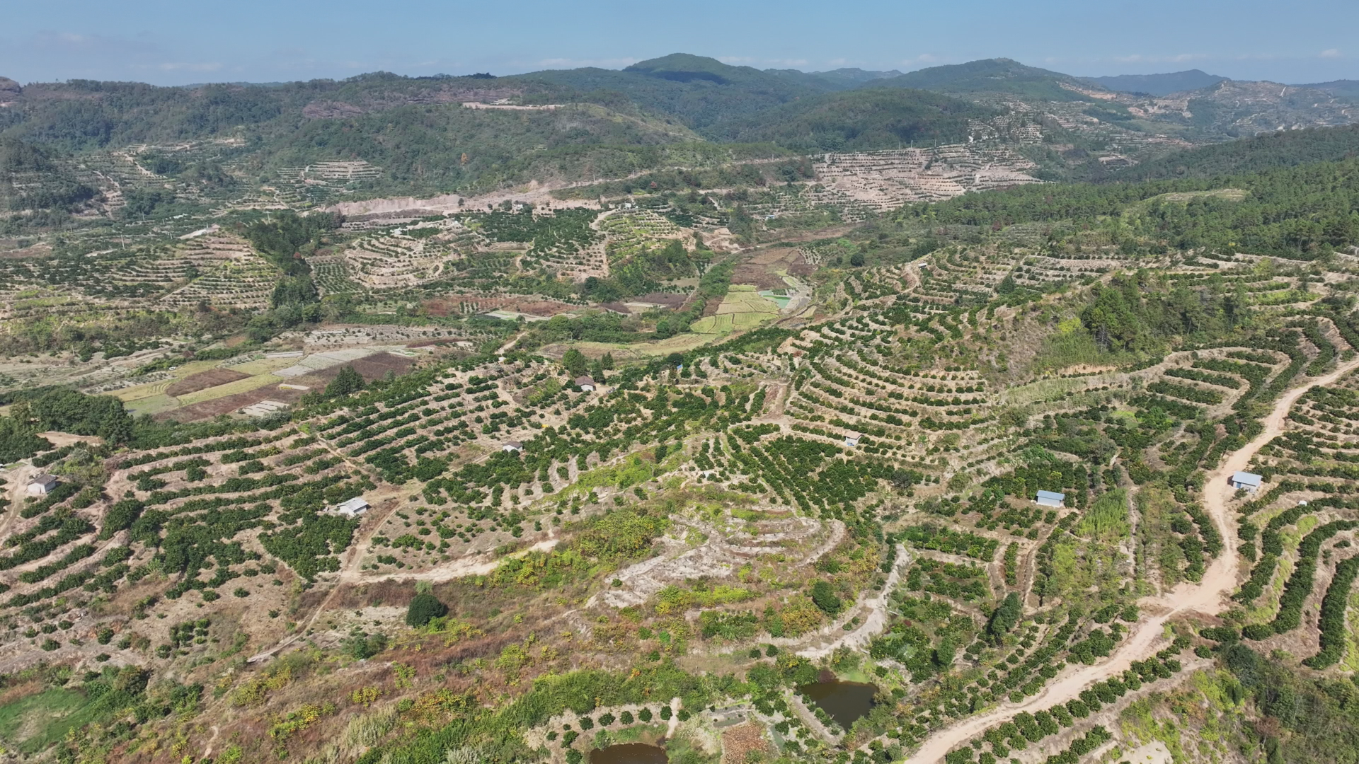 会同乡谢家坊万亩脐橙种植基地  