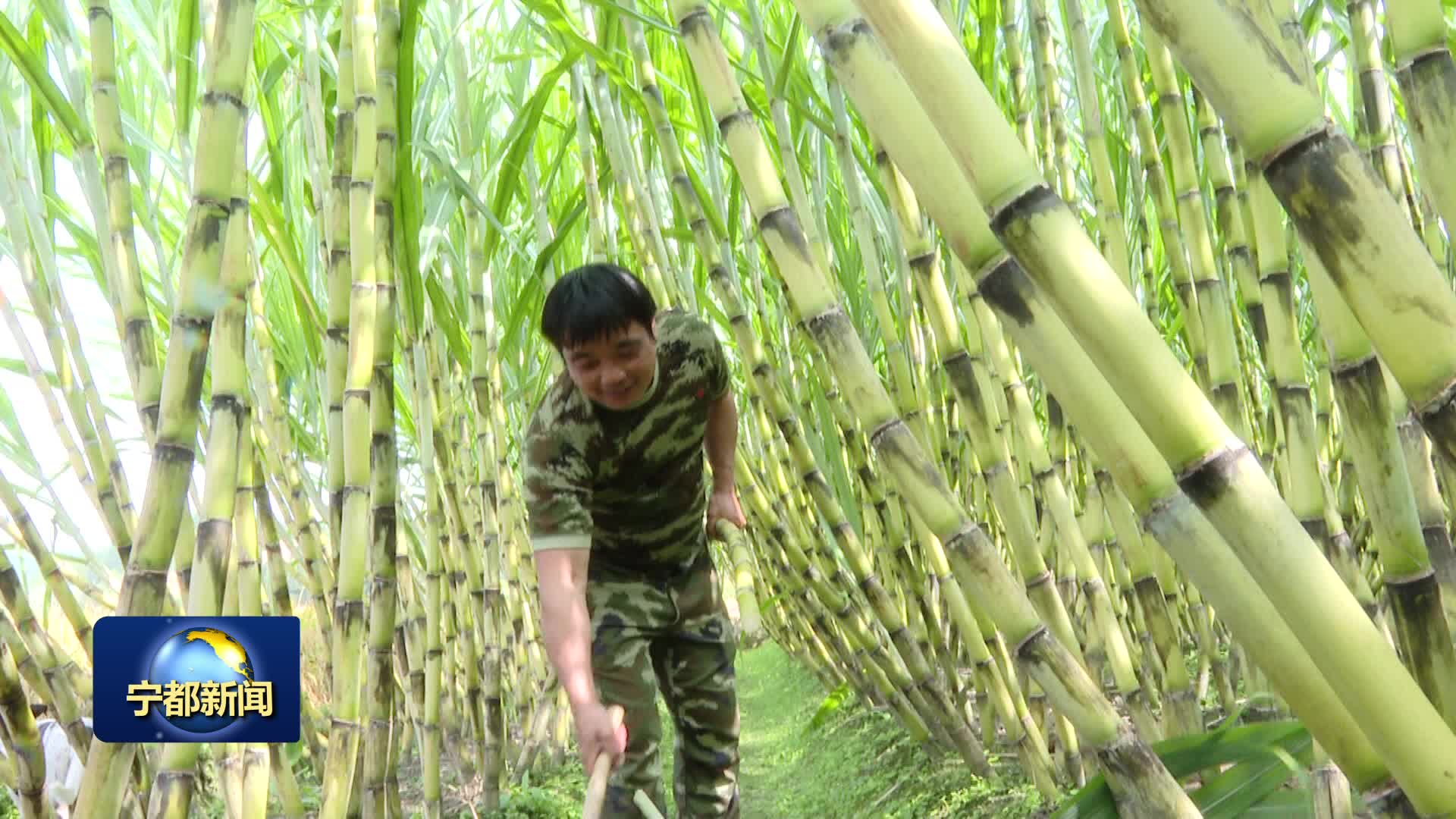 黄陂：甘蔗进入采收季 蔗农采摘丰收乐