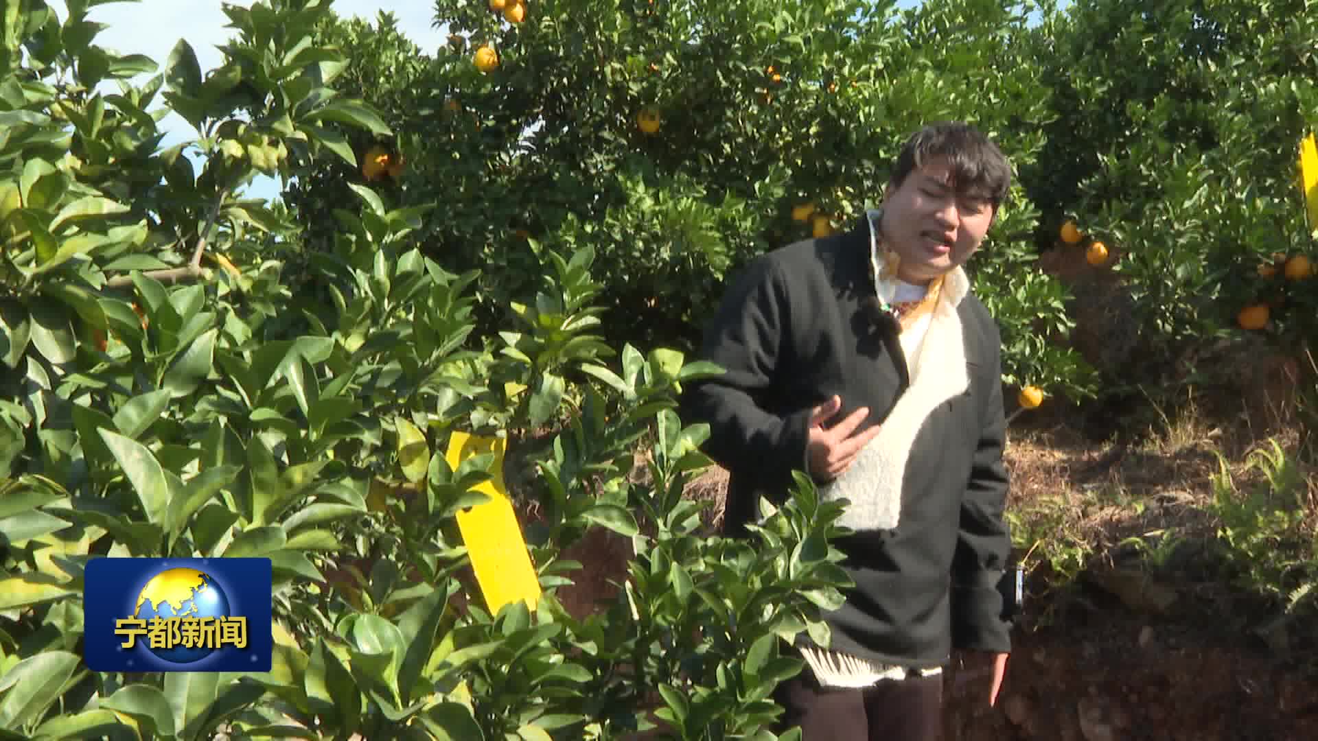 脐橙丰收销售季 助农直播带货忙