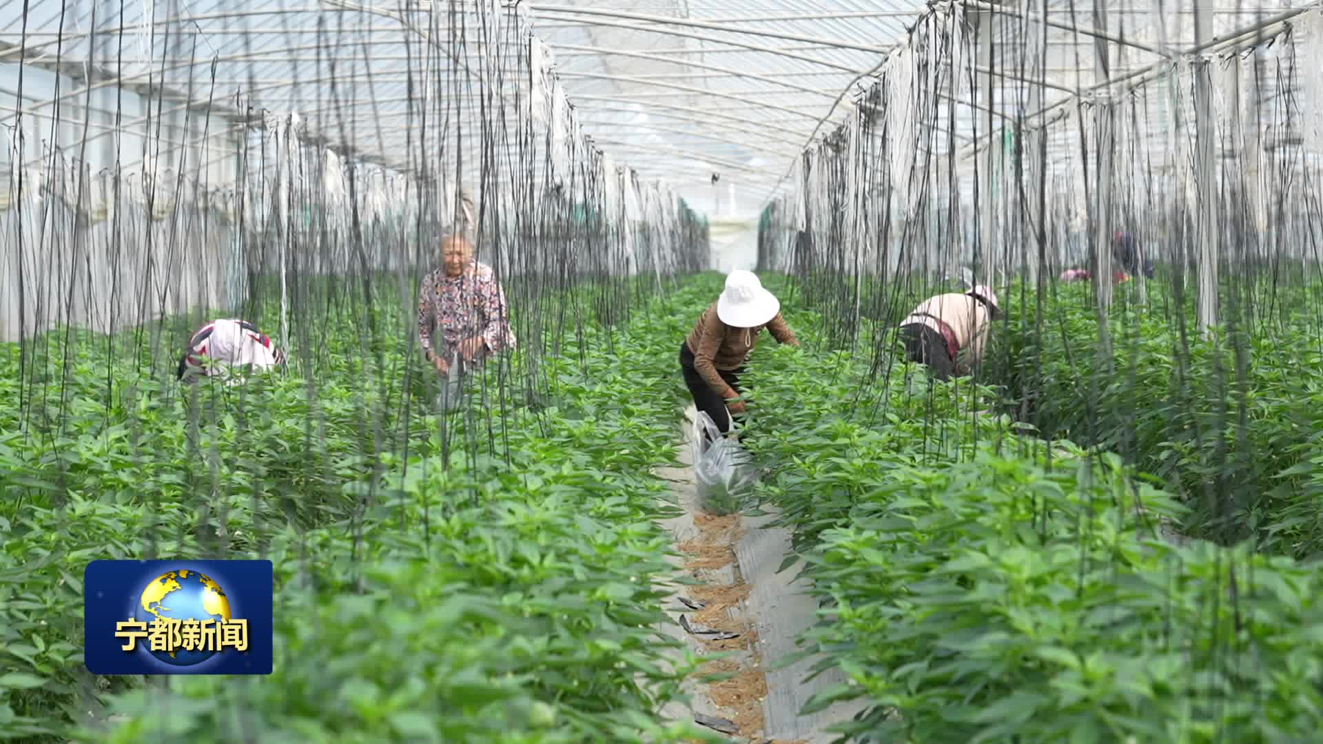 黄石镇：优化蔬菜产业结构 助力产业提质增效
