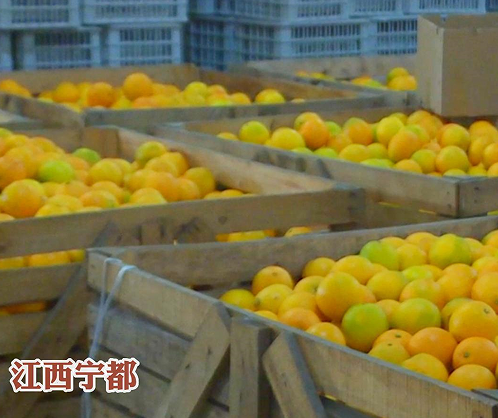 第三届赣南脐橙国际博览会即将召开，我县开展赣南脐橙打假维权保护专项行动