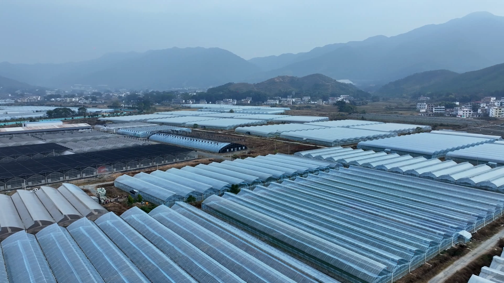 聚力“五个建设” 实现“八大突破”•建设现代农业强县 | 青塘镇：大力发展蔬菜产业助力乡村振兴
