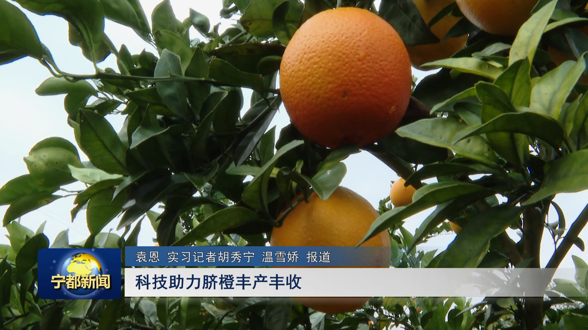 聚力“五个建设” 实现“八大突破”•建设现代农业强县 | 科技助力脐橙丰收丰产