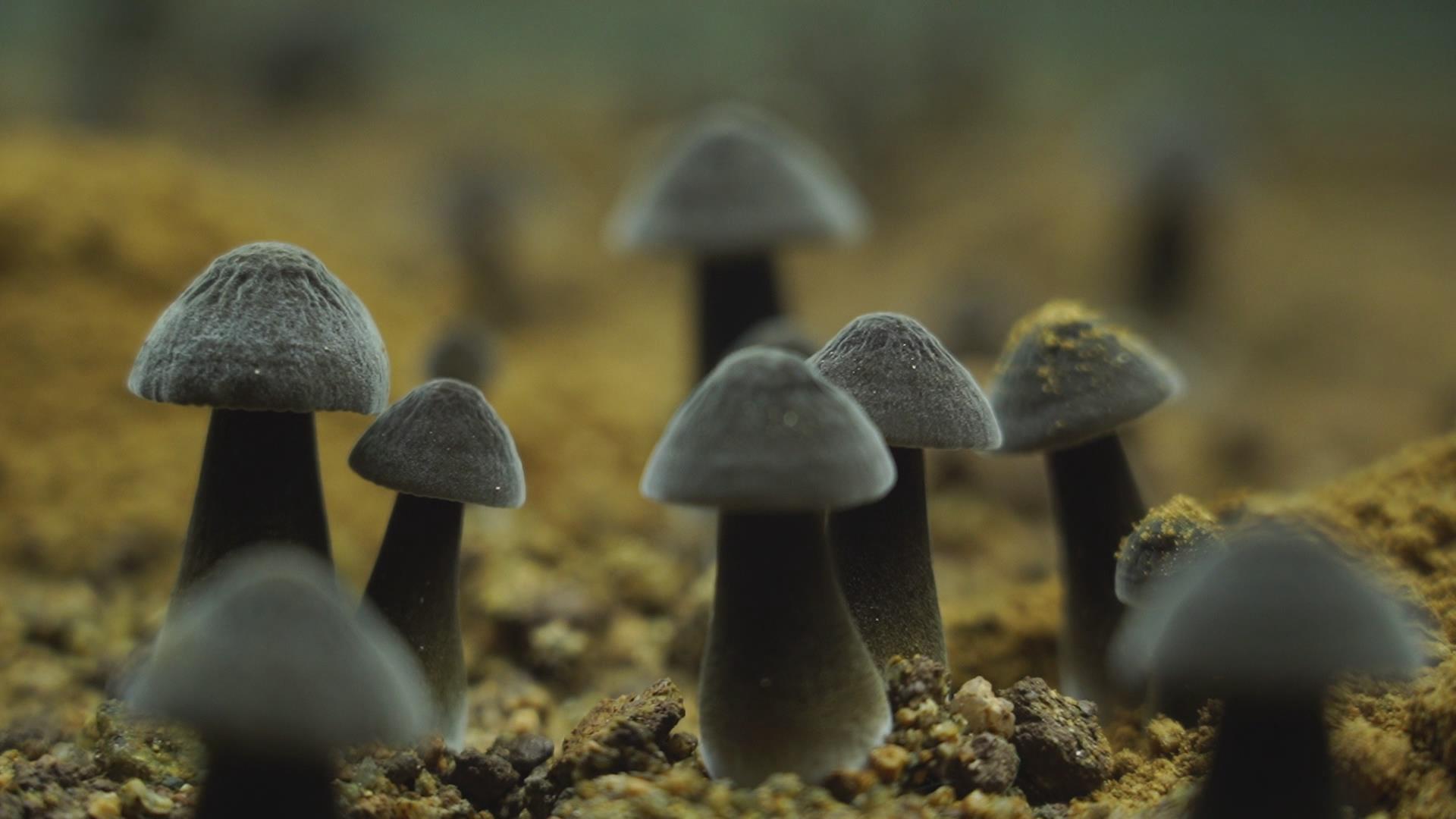 黑皮鸡枞菌