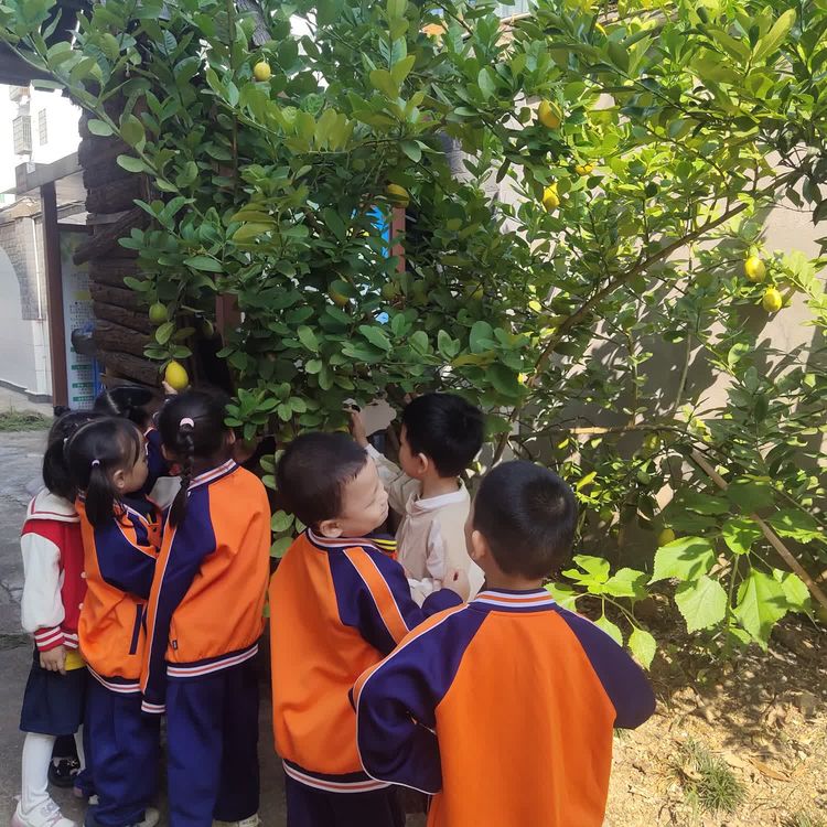 湘东区中心幼儿园中三班课程故事：遇·柠檬