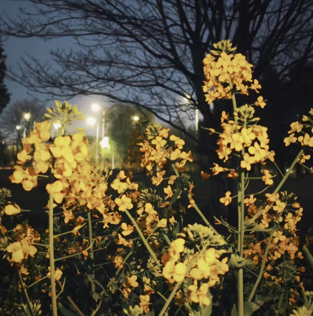 油菜花