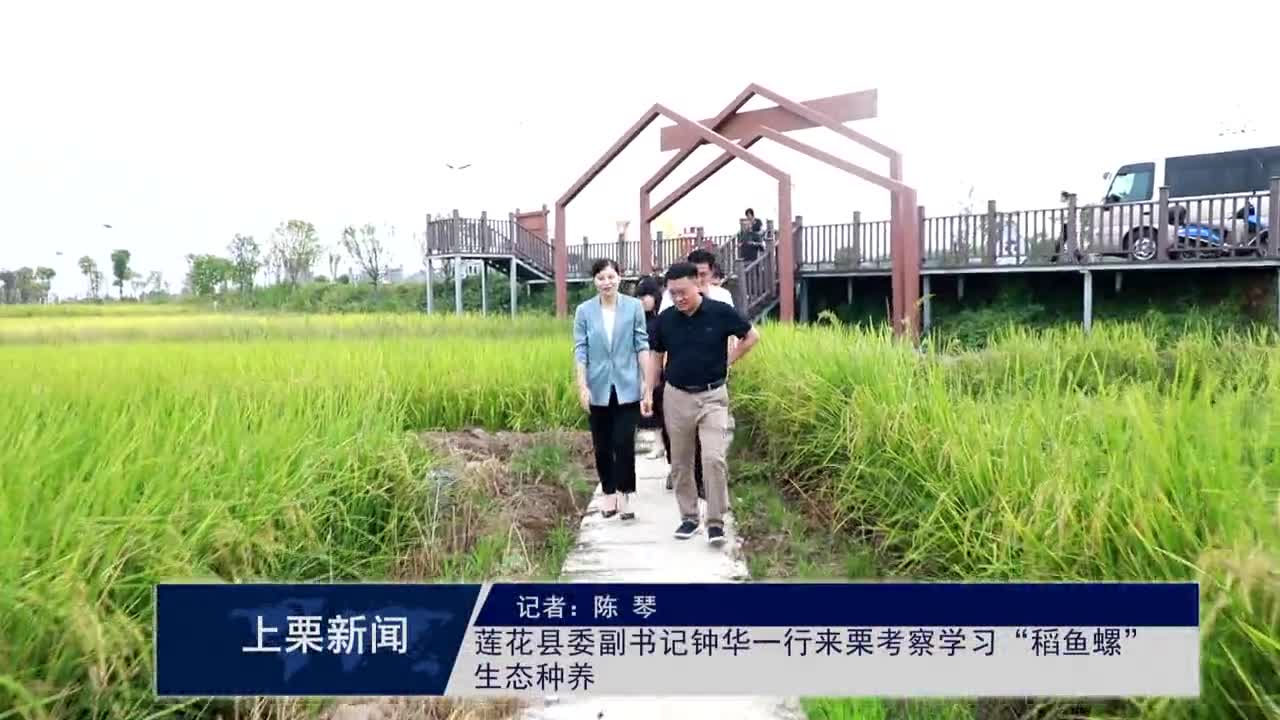 （視頻）蓮花縣委副書記鐘華一行來栗考察學習“稻魚螺”生態種養