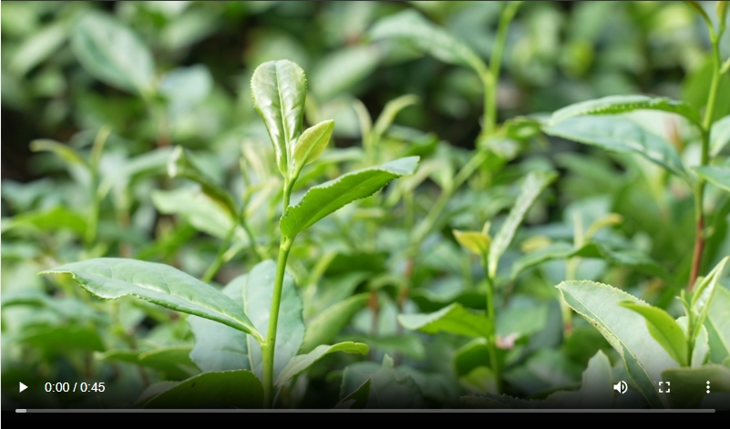 【视频】万千气象看江西｜婺源：以茶为媒 振兴“千年茶乡”