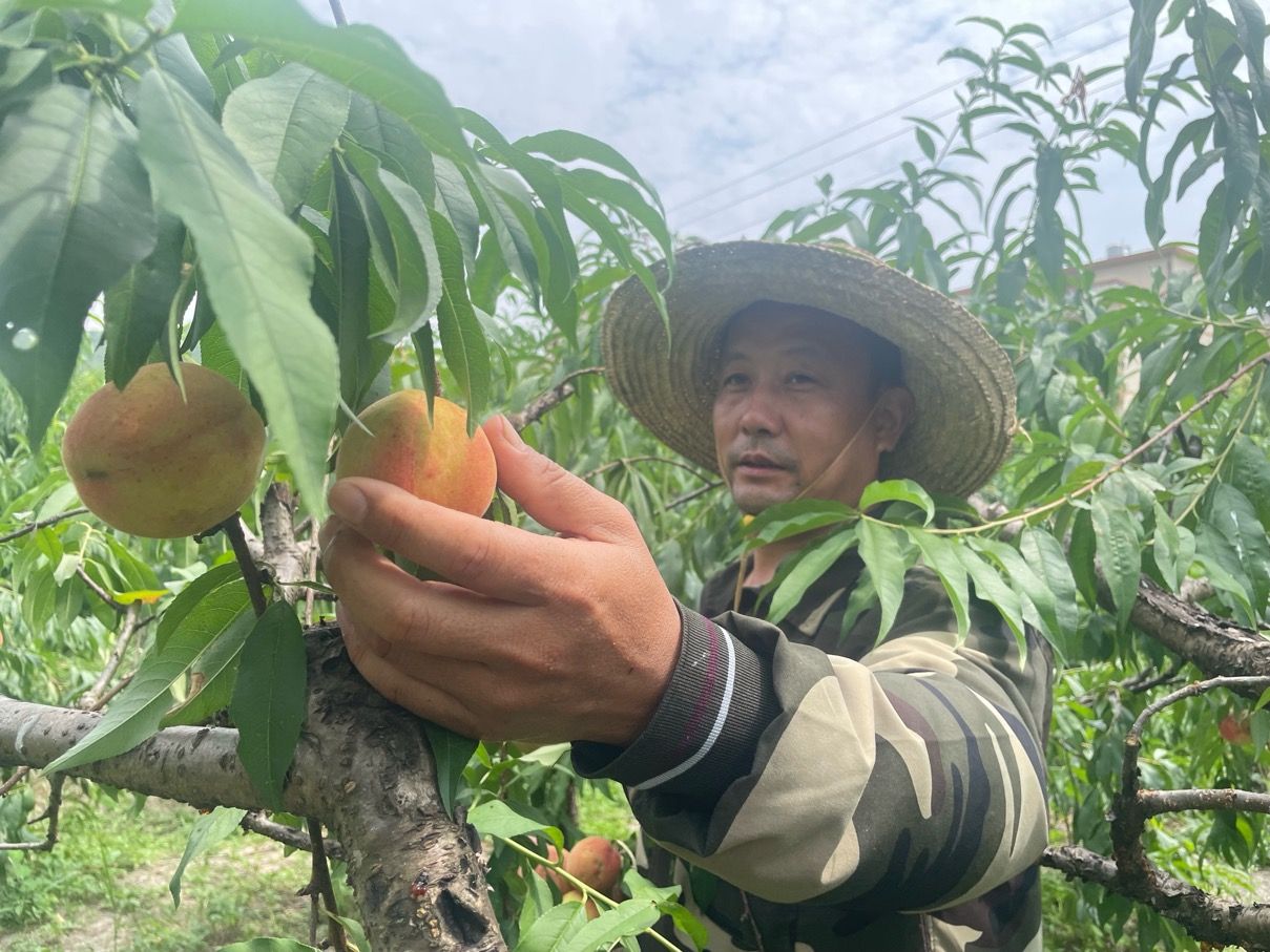 清水乡：特色果业种植成农民增收“绿色银行”