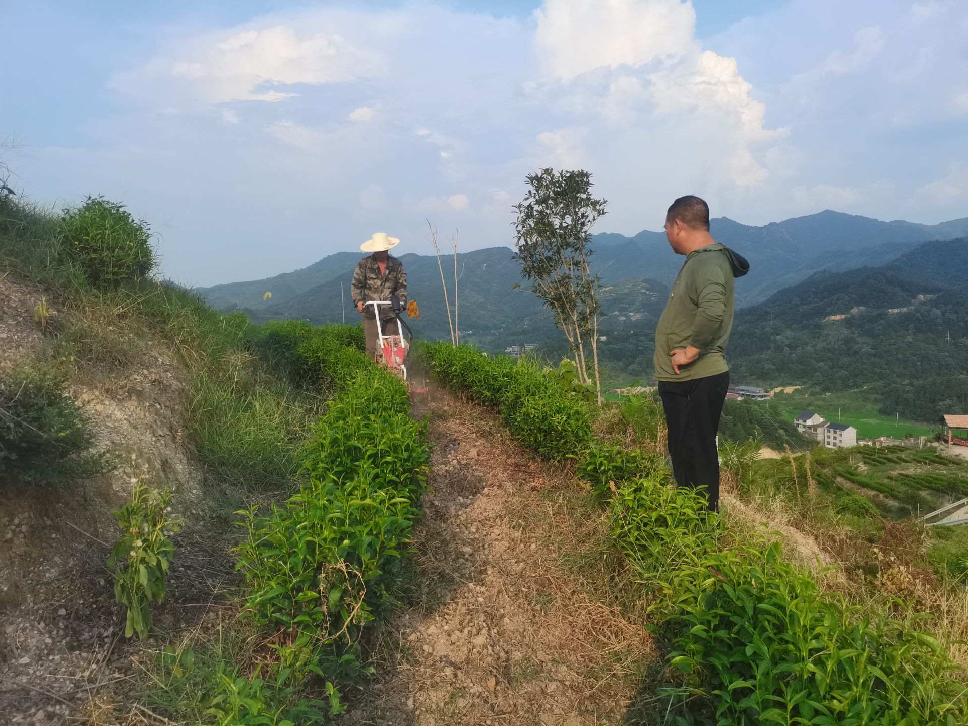 荒山變“金山”   茶香富農(nóng)家