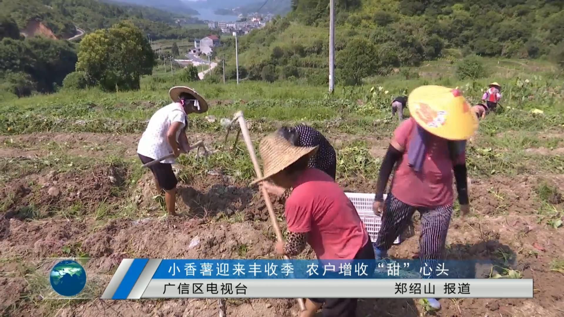 小香薯迎來豐收季 農(nóng)戶增收“甜”心頭