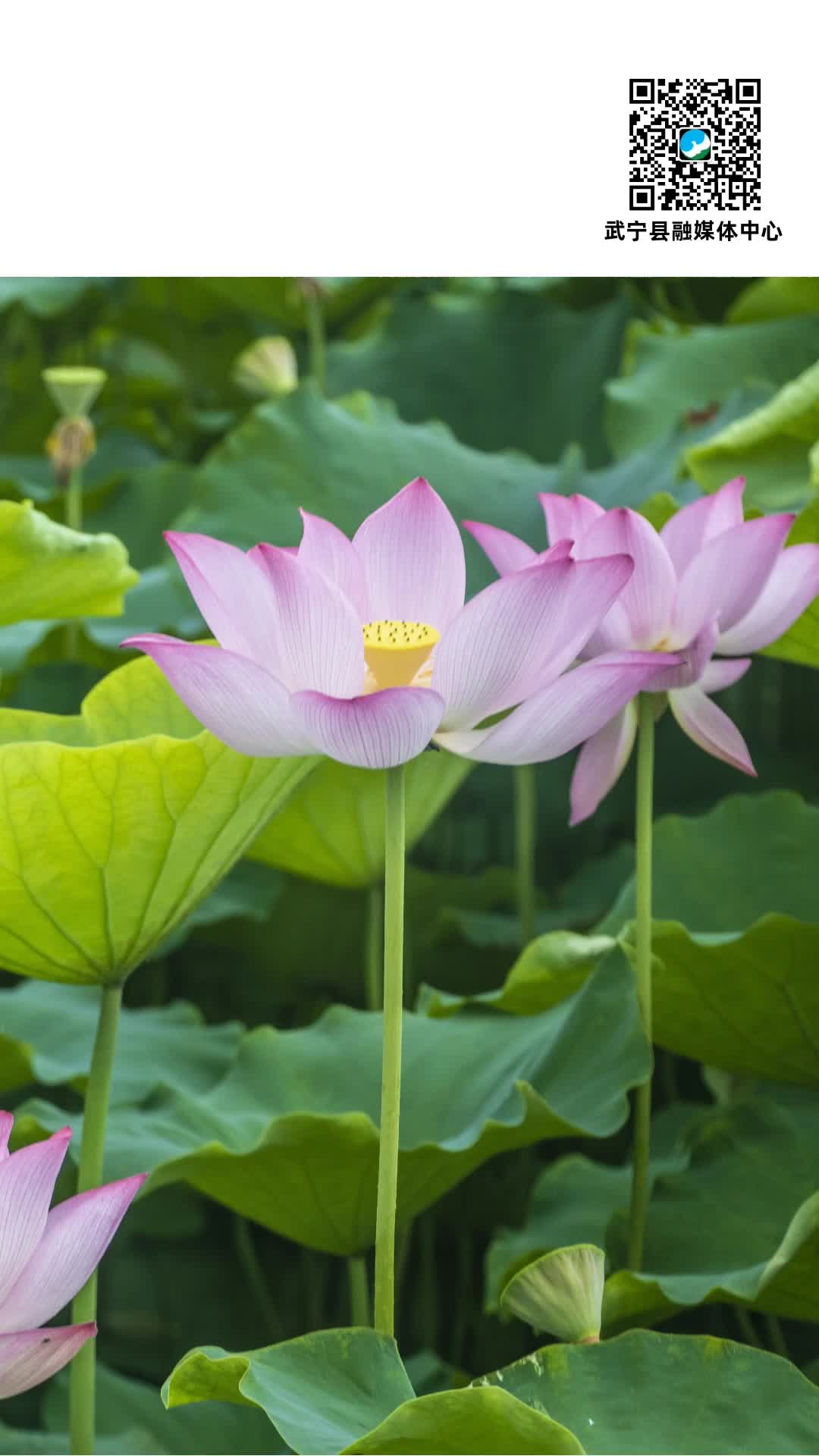 每日一景：淤泥不染水中仙