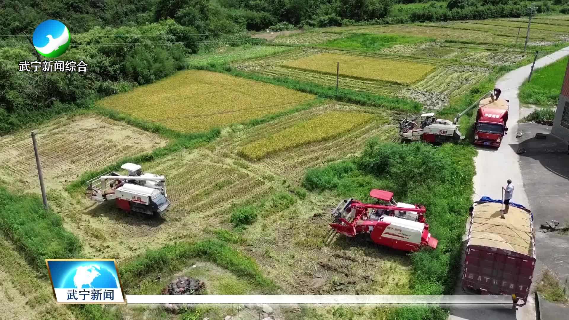 我县早稻喜开镰 奏响“丰收曲”