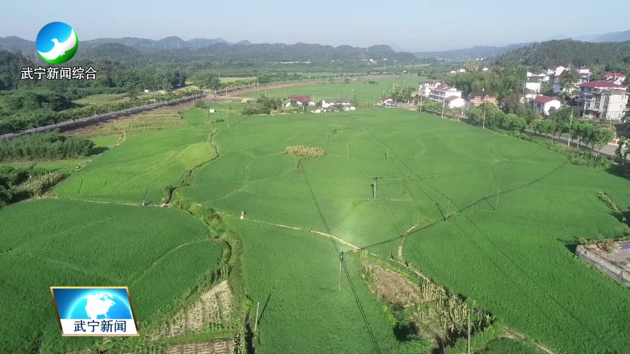 无人机“飞防”病虫害  助力水稻增产丰收