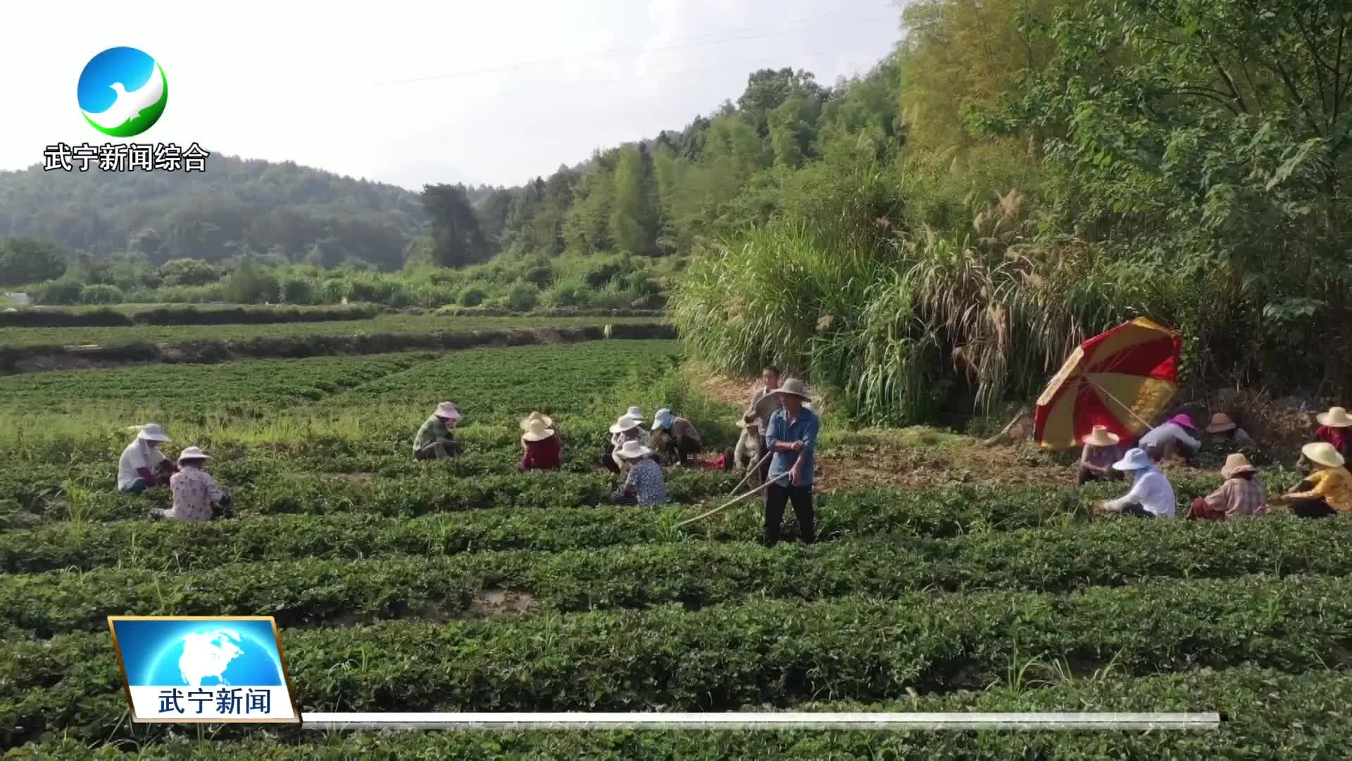 草莓苗走俏 助村民增收