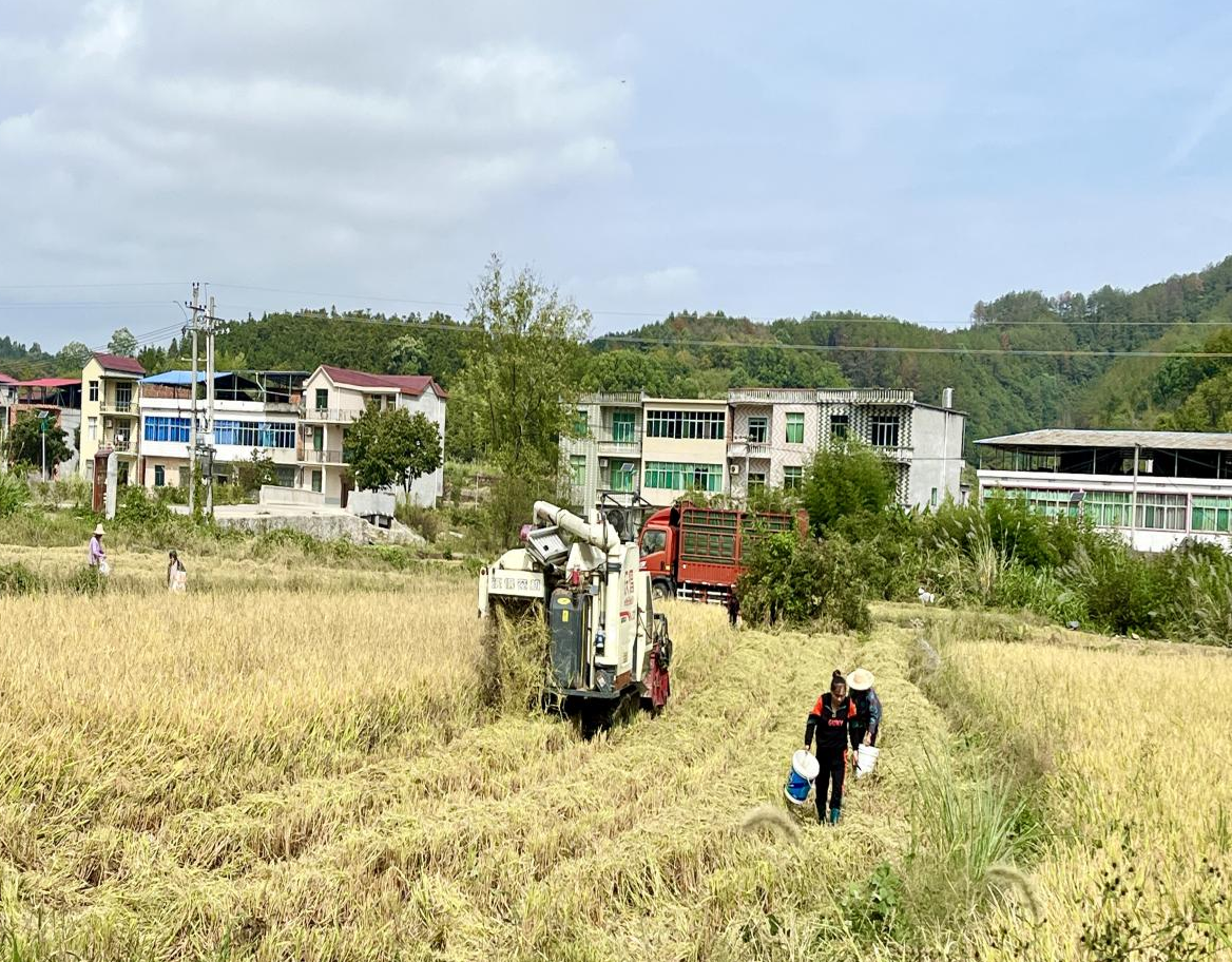 武宁县横路乡新溪村：稻浪翻滚 奏响“丰收曲”