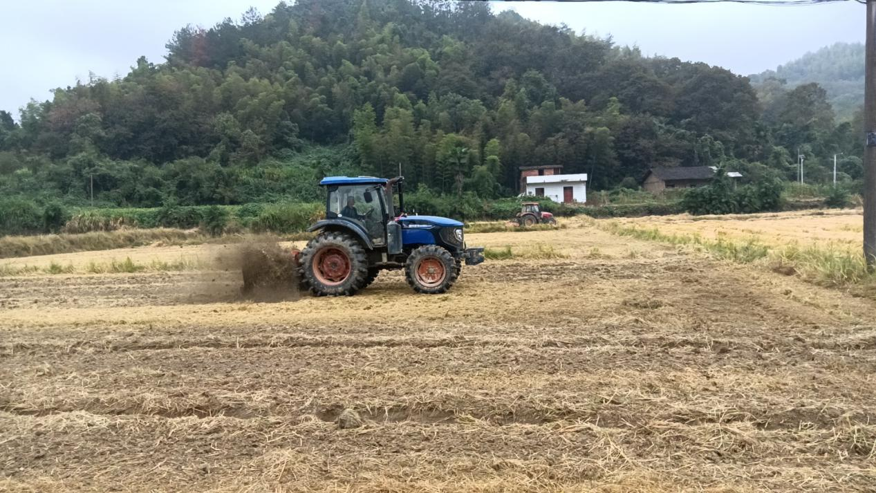 武宁县大洞乡积极开展冬种油菜，为乡村增添新色彩