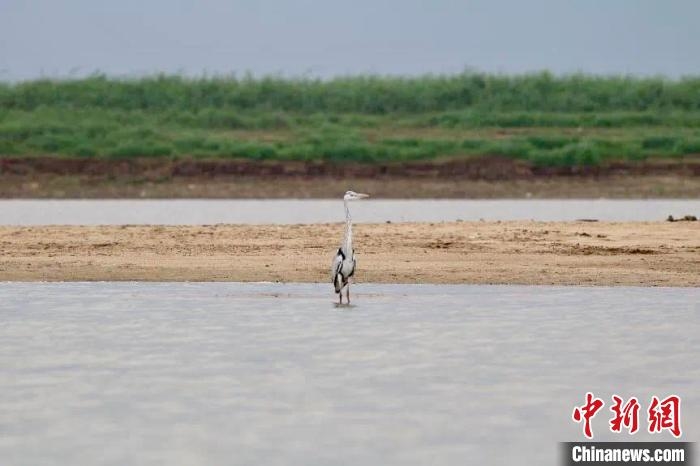 近4万羽！江西鄱阳湖南矶湿地越冬水鸟数量增加