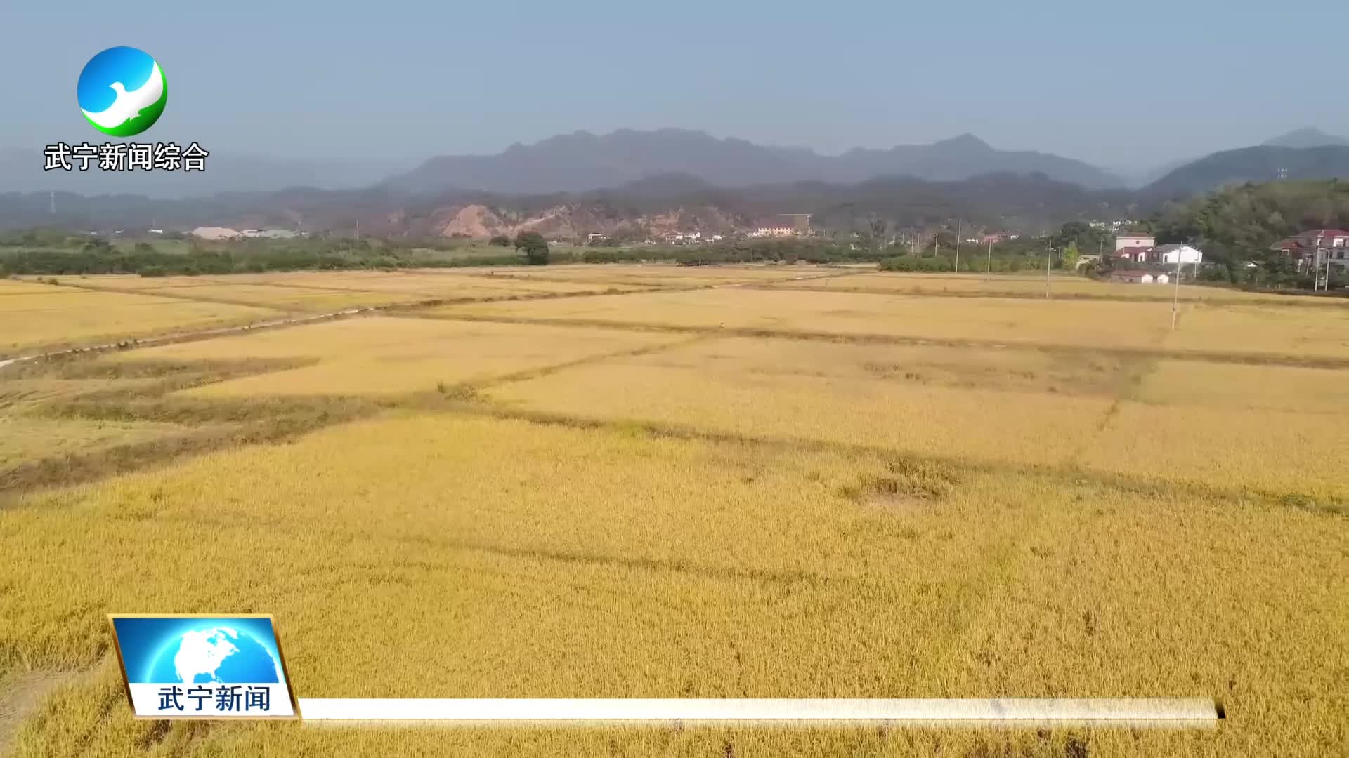 田中好“丰”景  晚稻收割忙