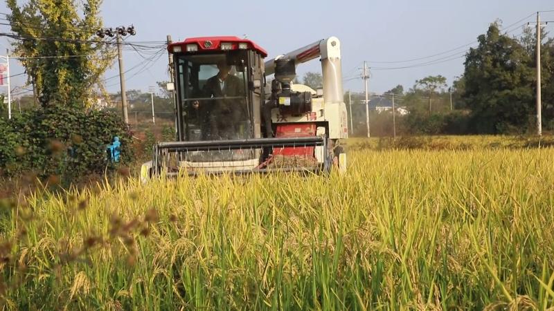 亩产超2000斤 江西湖口再生稻种出“吨粮田”