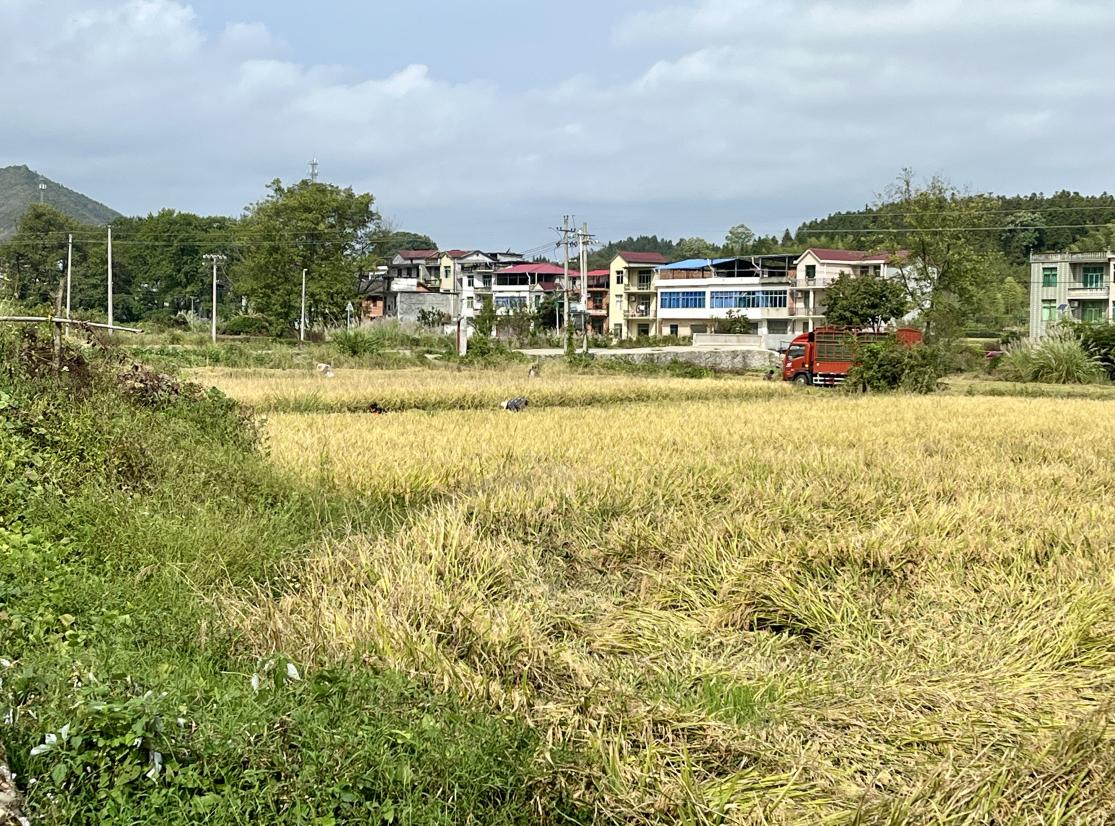 武宁县横路乡：“丰”景美如画 田间秋收忙