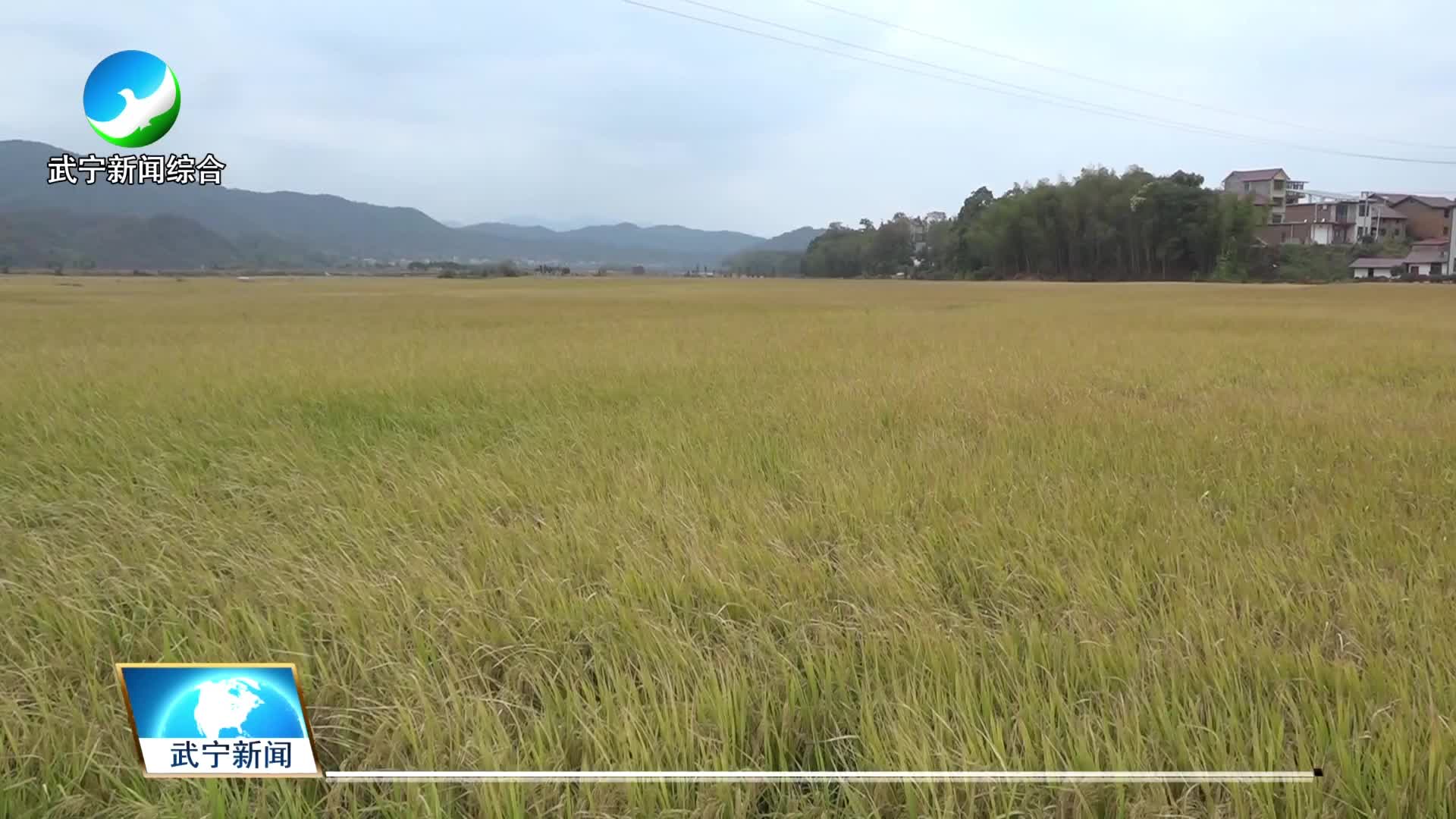 石渡乡：稻浪滚滚谷飘香