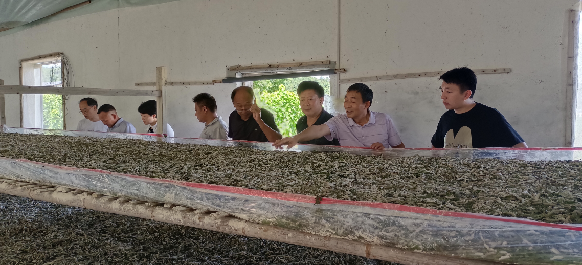 马坳镇积极开展蚕桑产业灾后自救工作